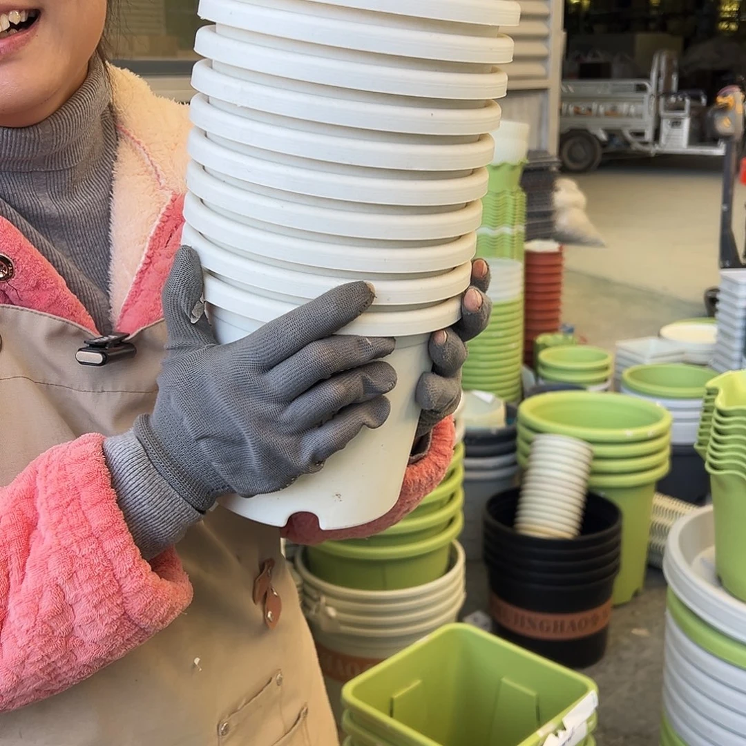 四季盆2#白色10个（含托盘）