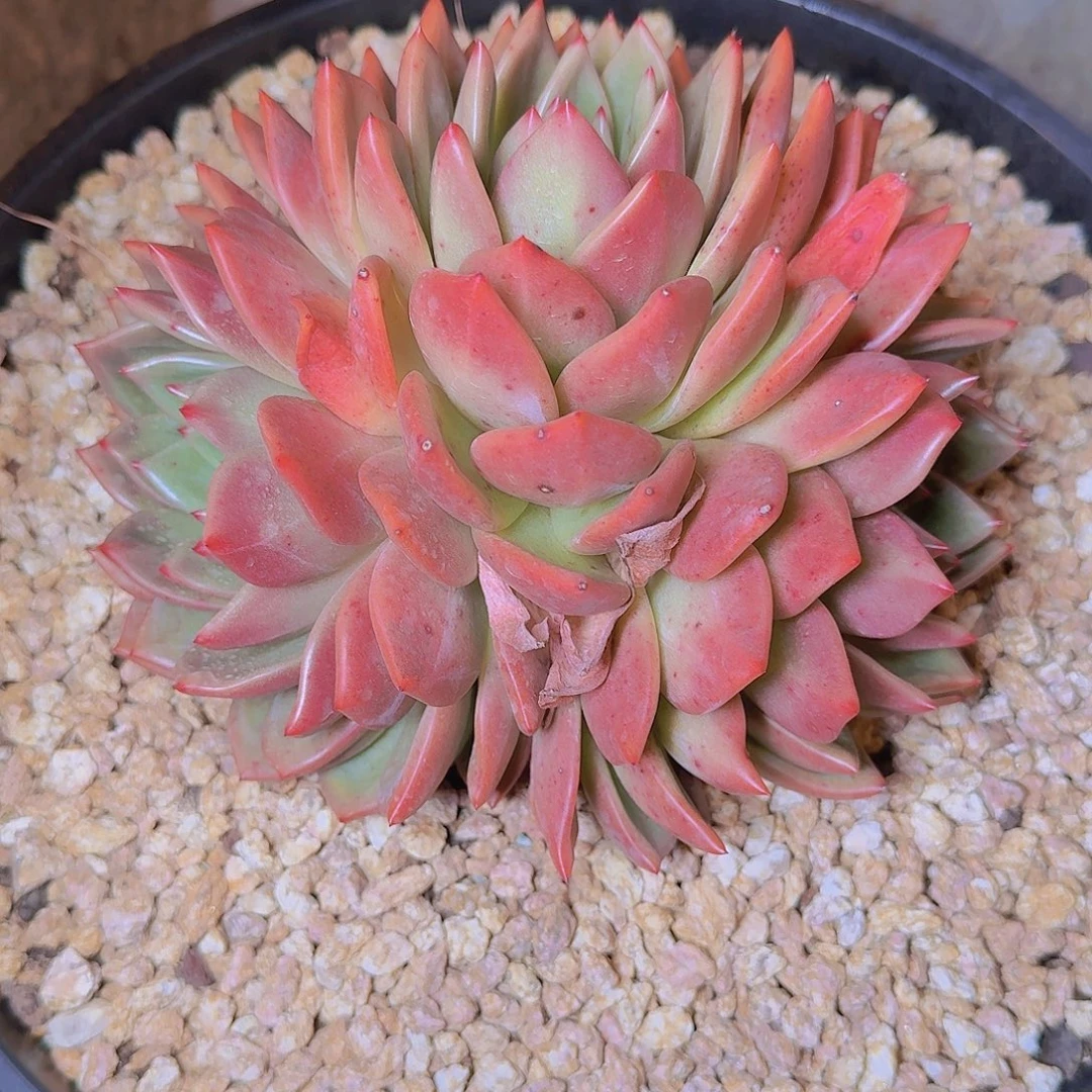 15135香槟多肉植物