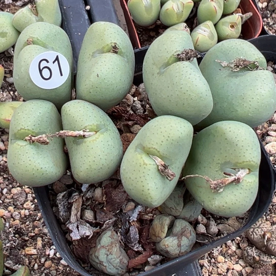 多肉植物1111111111111111