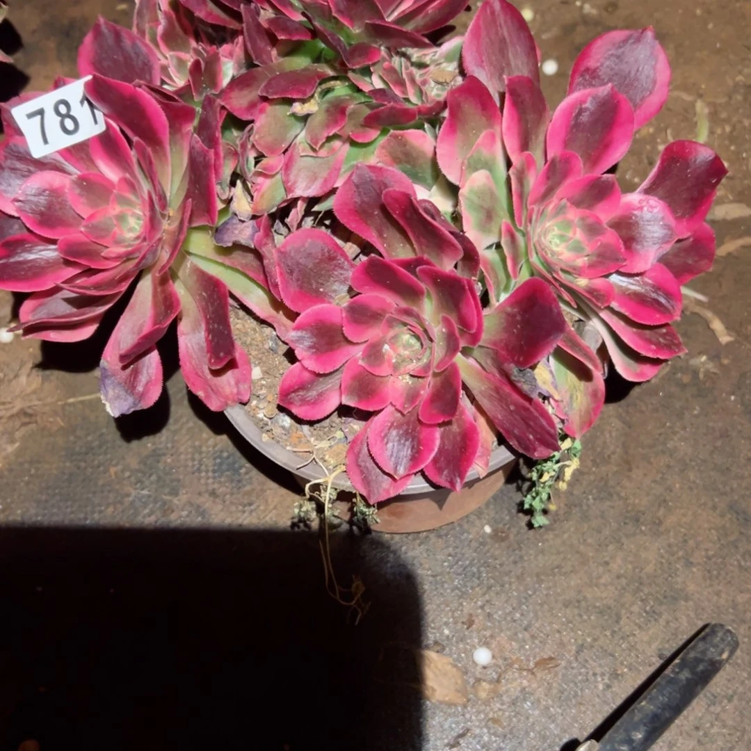 781 号多肉植物法师新年福利叶子会发黑美杜莎