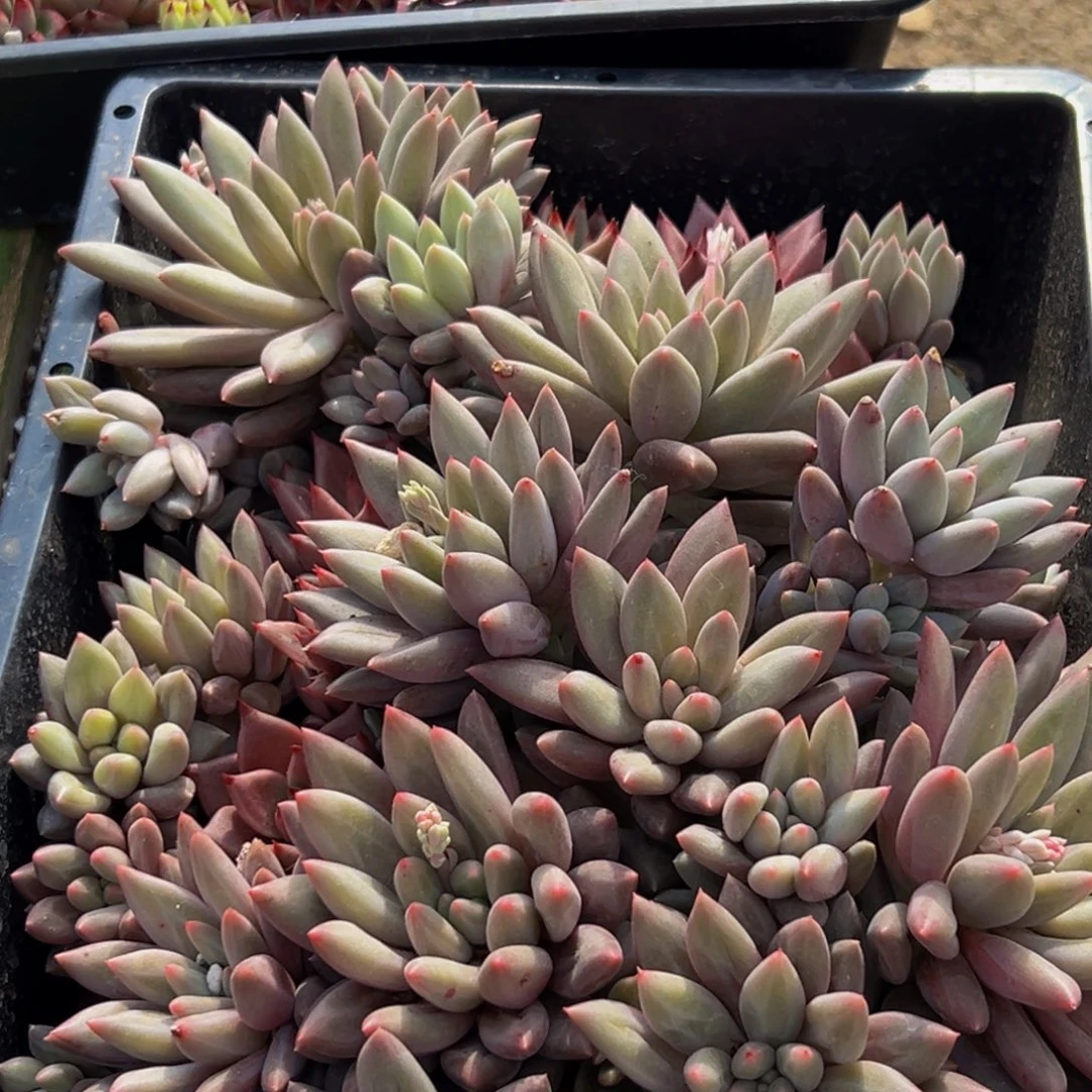 756多肉葡萄的价格是