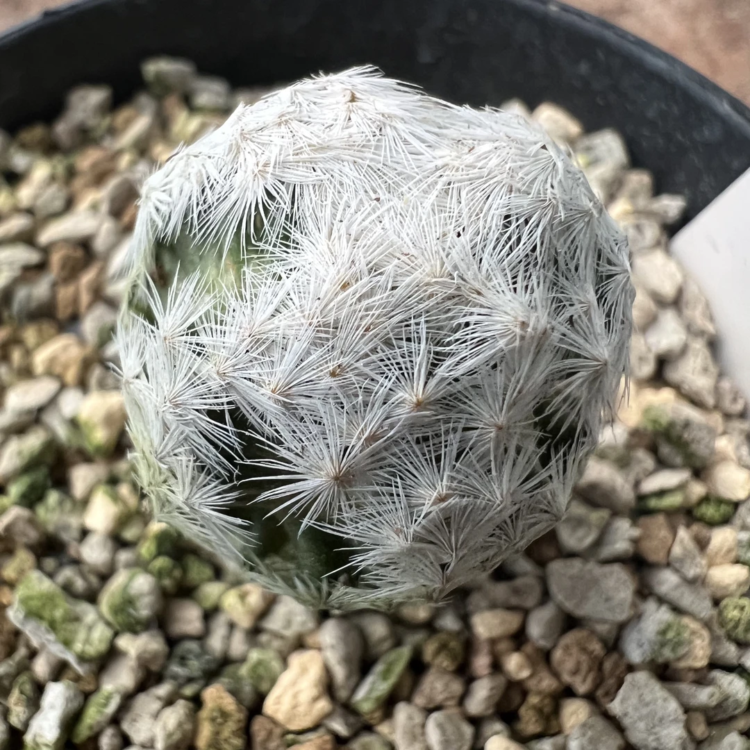 大文字白鸟自根带盆仙人球块根多肉植物绿植盆栽龙舌兰