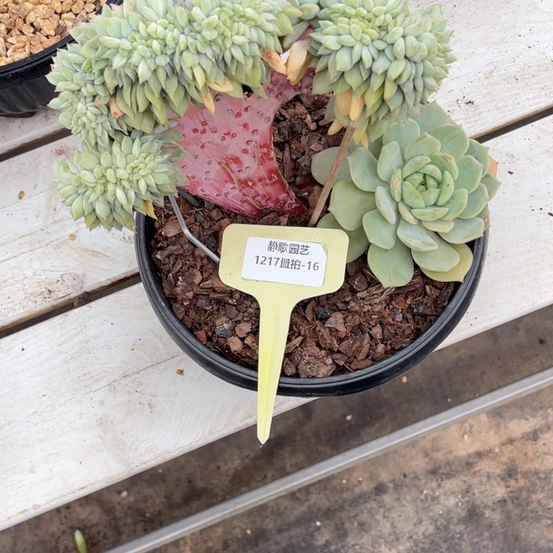 1217-16-海盐薄荷缀化一颗