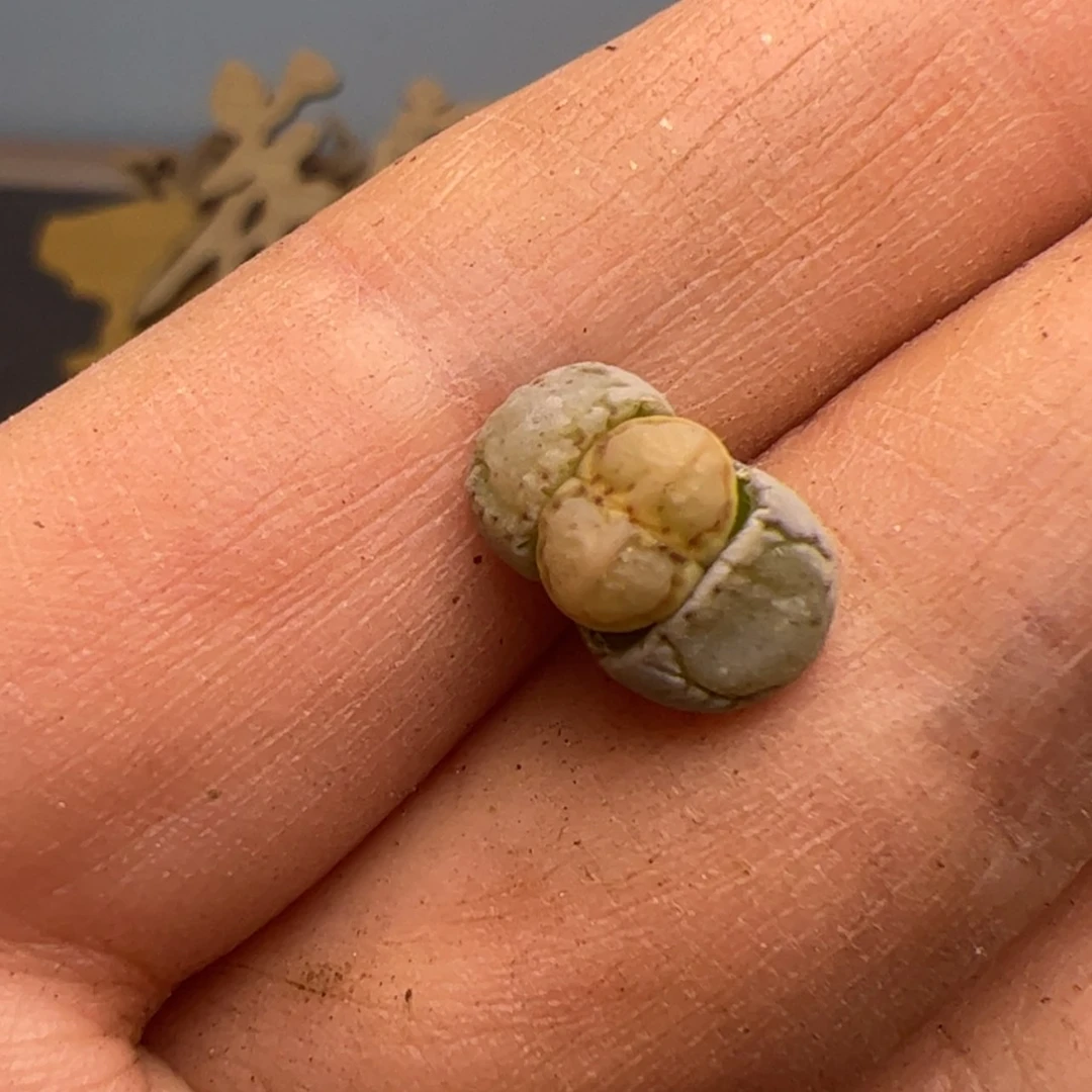 【闪购商品】哦**王0000000032