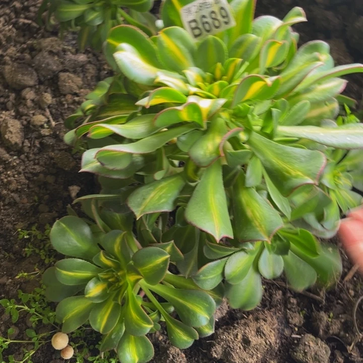 689多肉植物一物一拍
