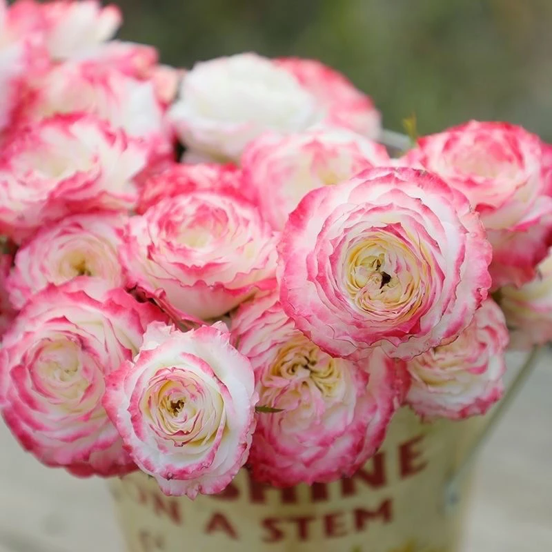 初妆月季花苗勤花丰花直立灌木阳台复色月季花苗老根盆栽庭院花卉