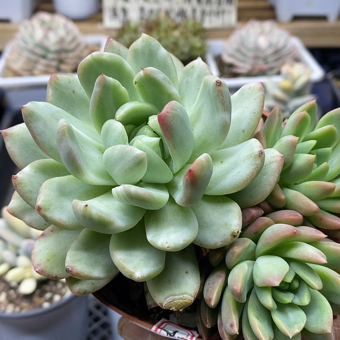 0268 冰魂锦多肉