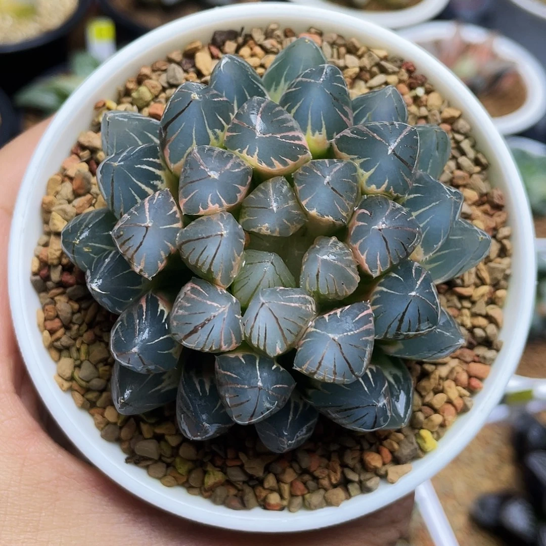 蓝光霓虹灯糊斑亚城株