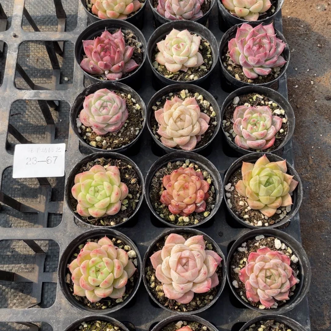 陈****》一物一拍18颗23-67