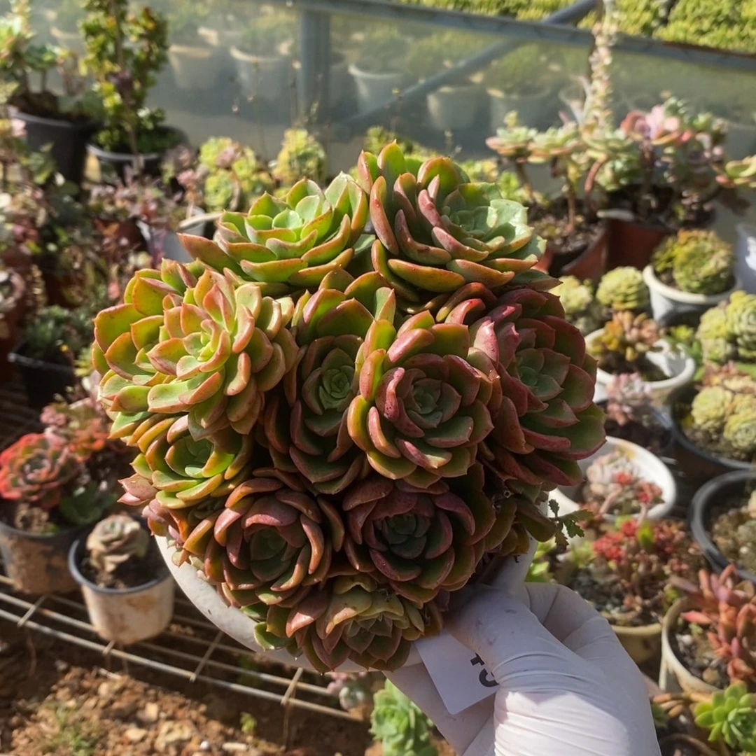 3749高贵整桩一物一拍