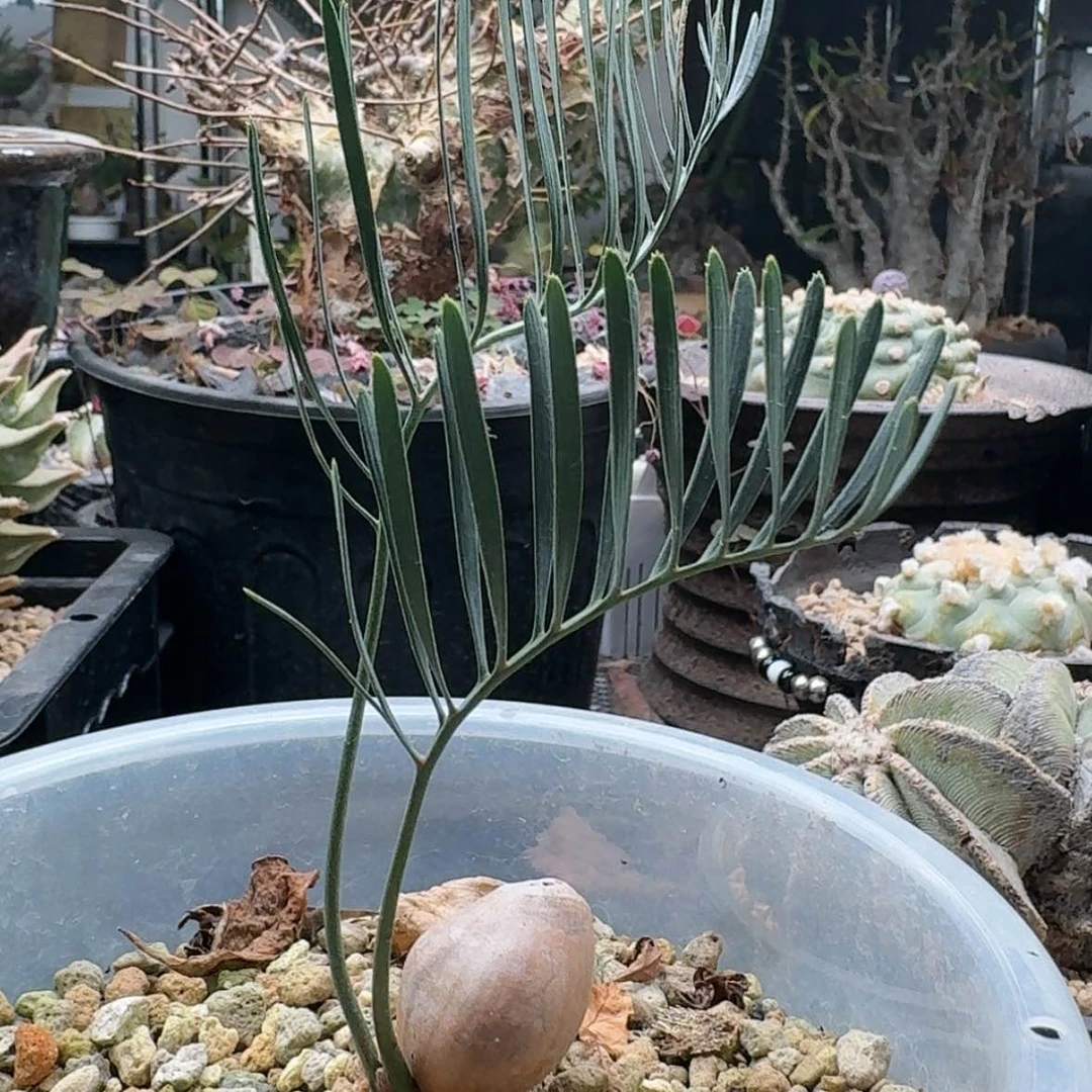 【闪购商品】0773澳洲小蓝