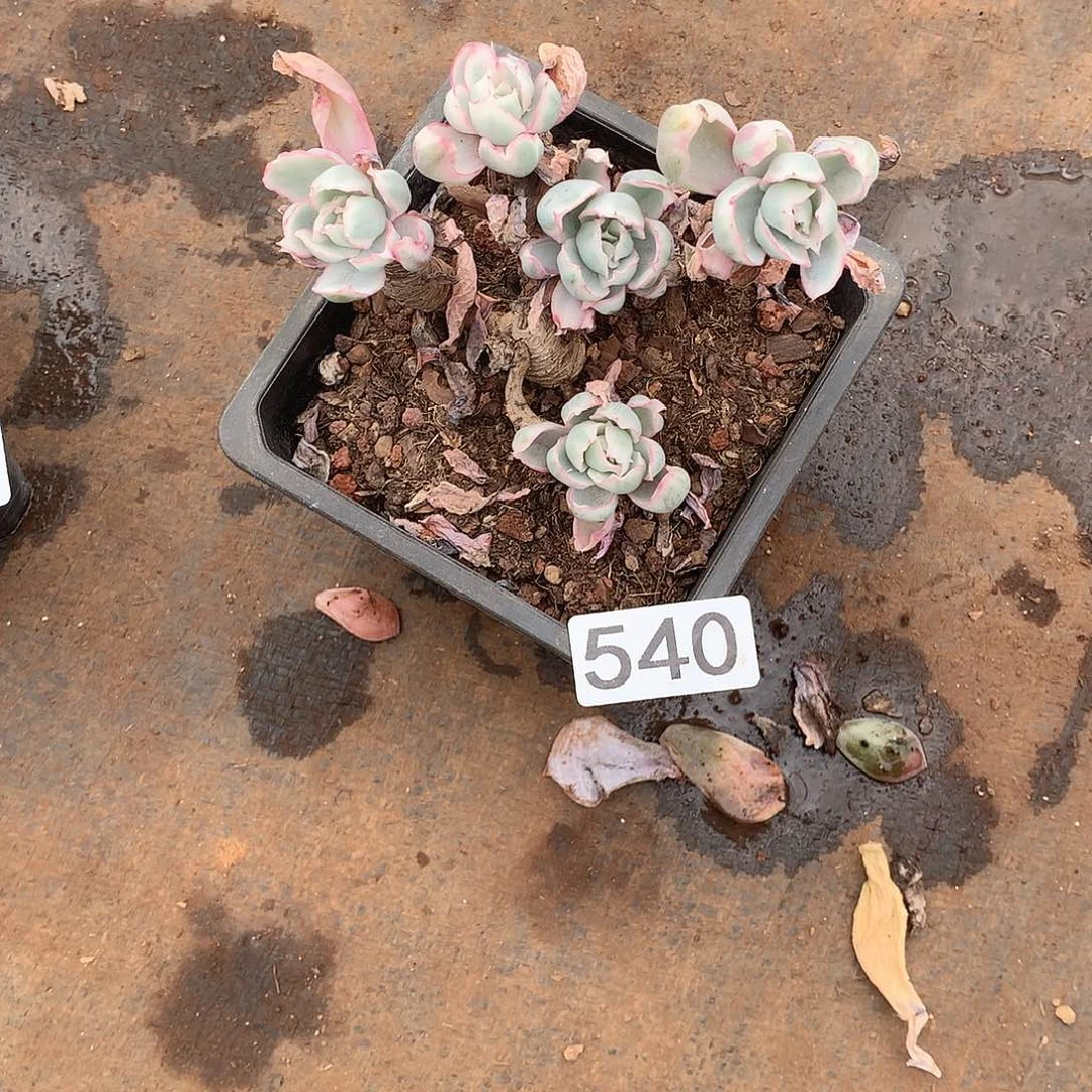 540瑕疵 一物一拍多肉