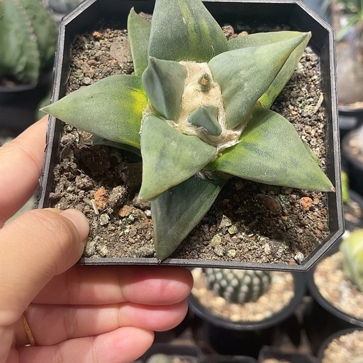 实生牡丹锦仙人球