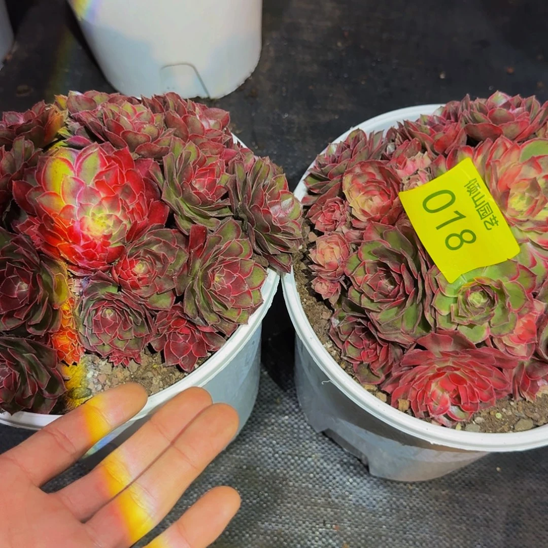 莲***018号多肉黑膜锦两颗