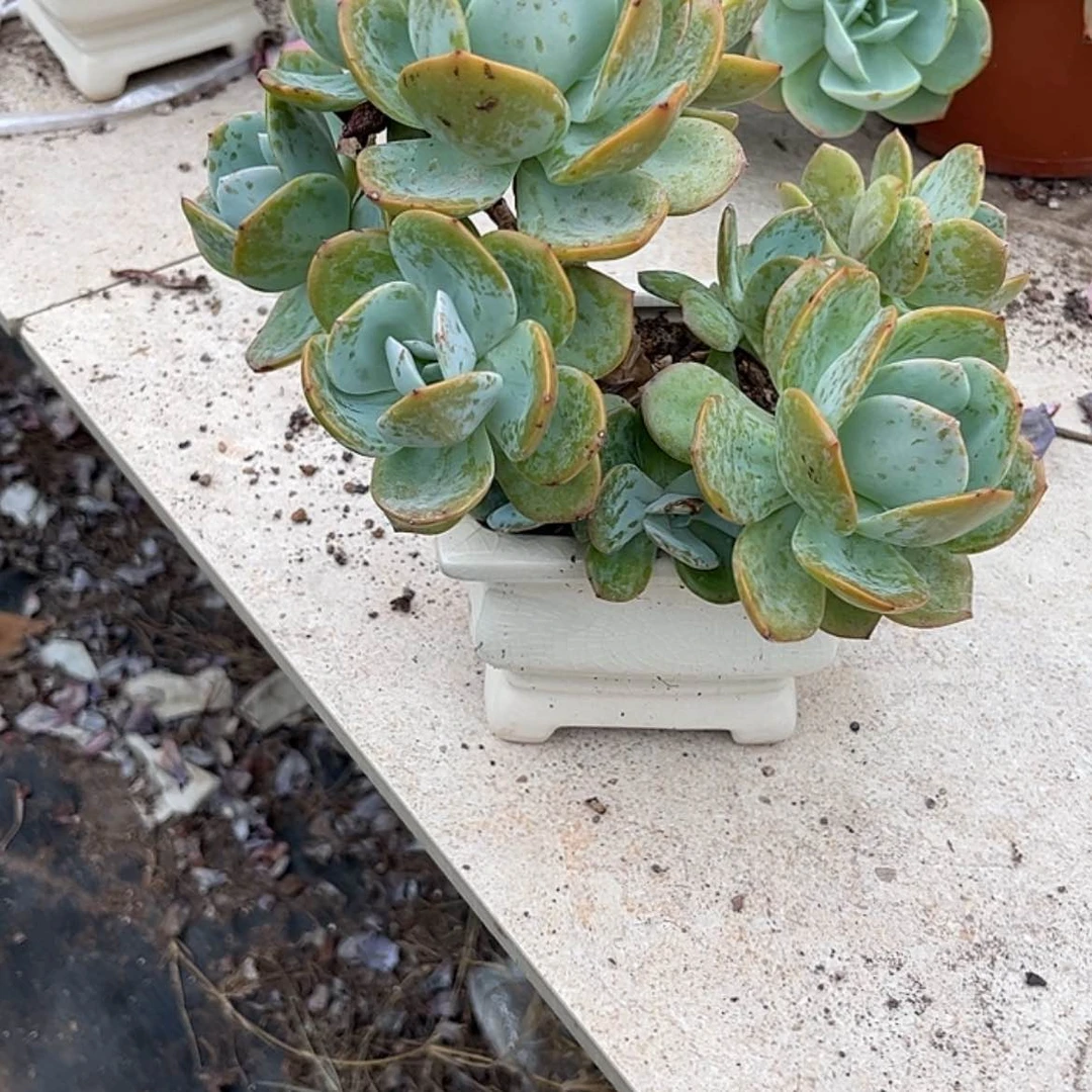 【闪购商品】无花朵招****?