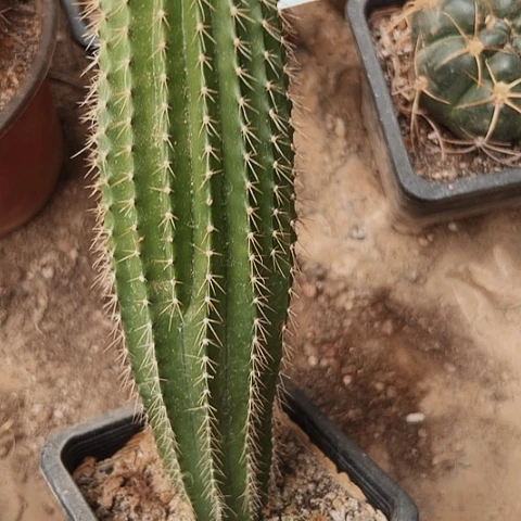 829处理仙人球的方法