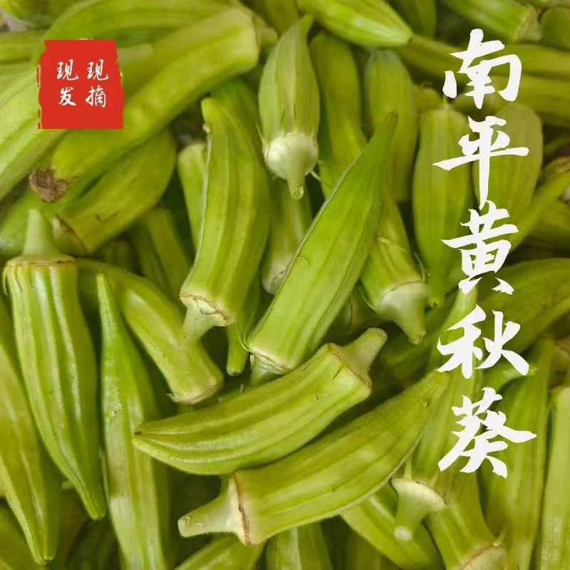 福建土黄秋葵洋茄规格2斤京东包邮农家菜