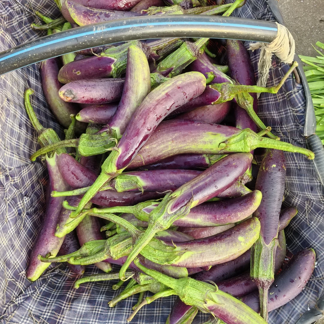 贵州自种新鲜现摘老品种紫皮线茄软糯应季蔬菜老品种茄子口感微苦