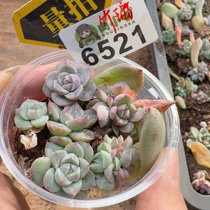 多肉植物多肉植物