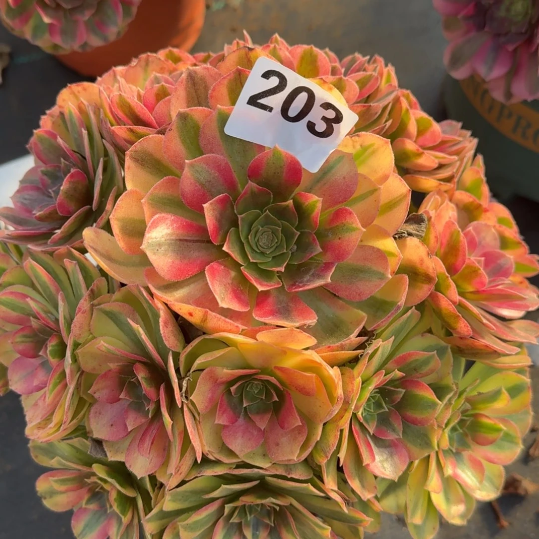 雨河多肉植物老庄203