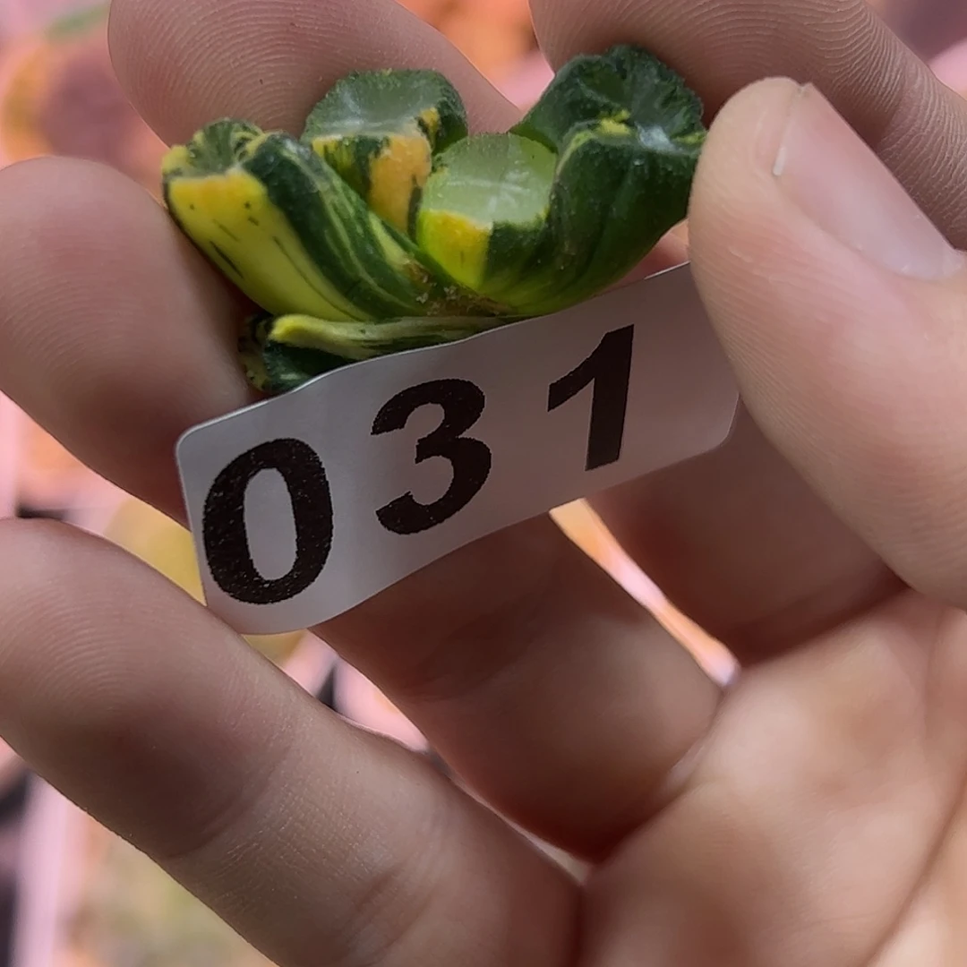 红红火火恍恍惚惚