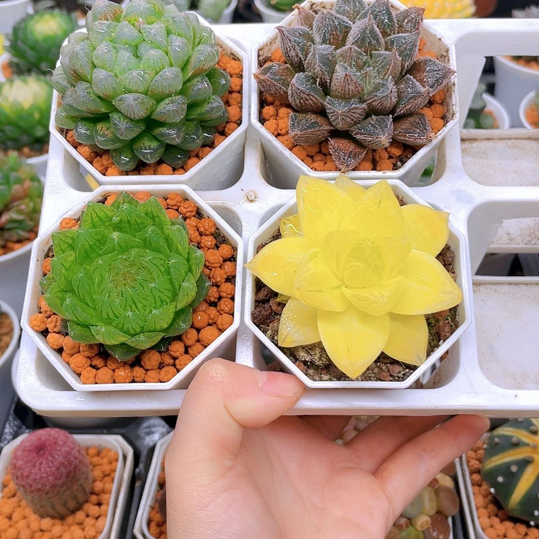 粉龙珠，紫狐狸，蝉翼，黄金，白盆