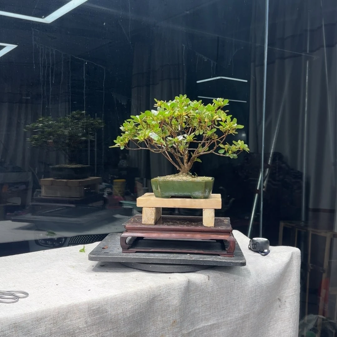 左**音花卉苗木6446