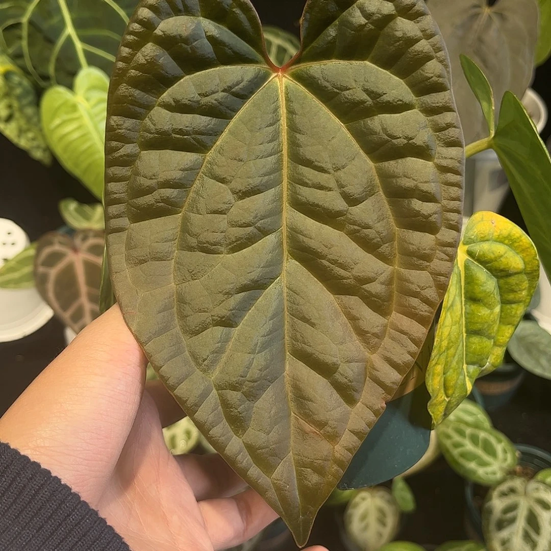 不开花植物奢华杂papi