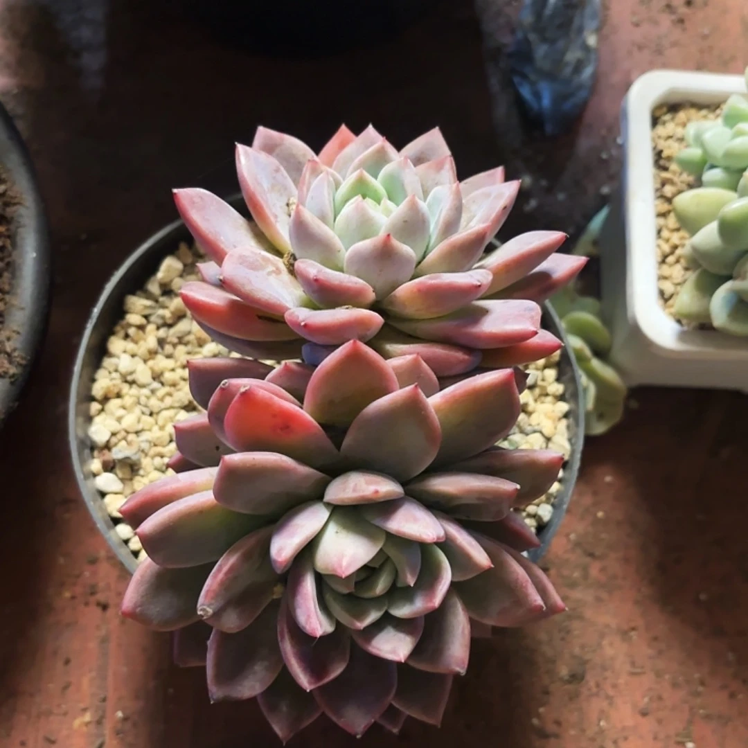 多肉植物853号一颗