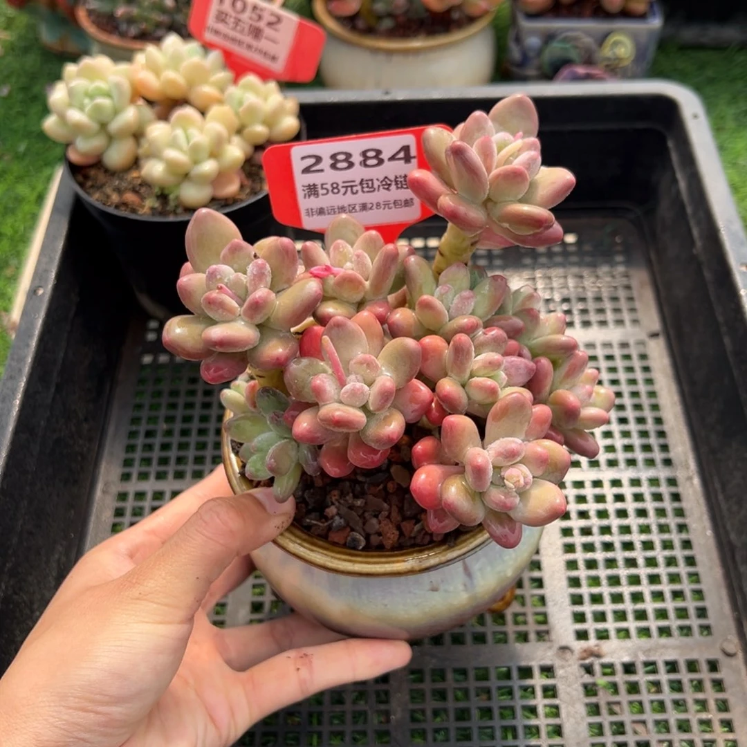 表妹精品多肉2884.