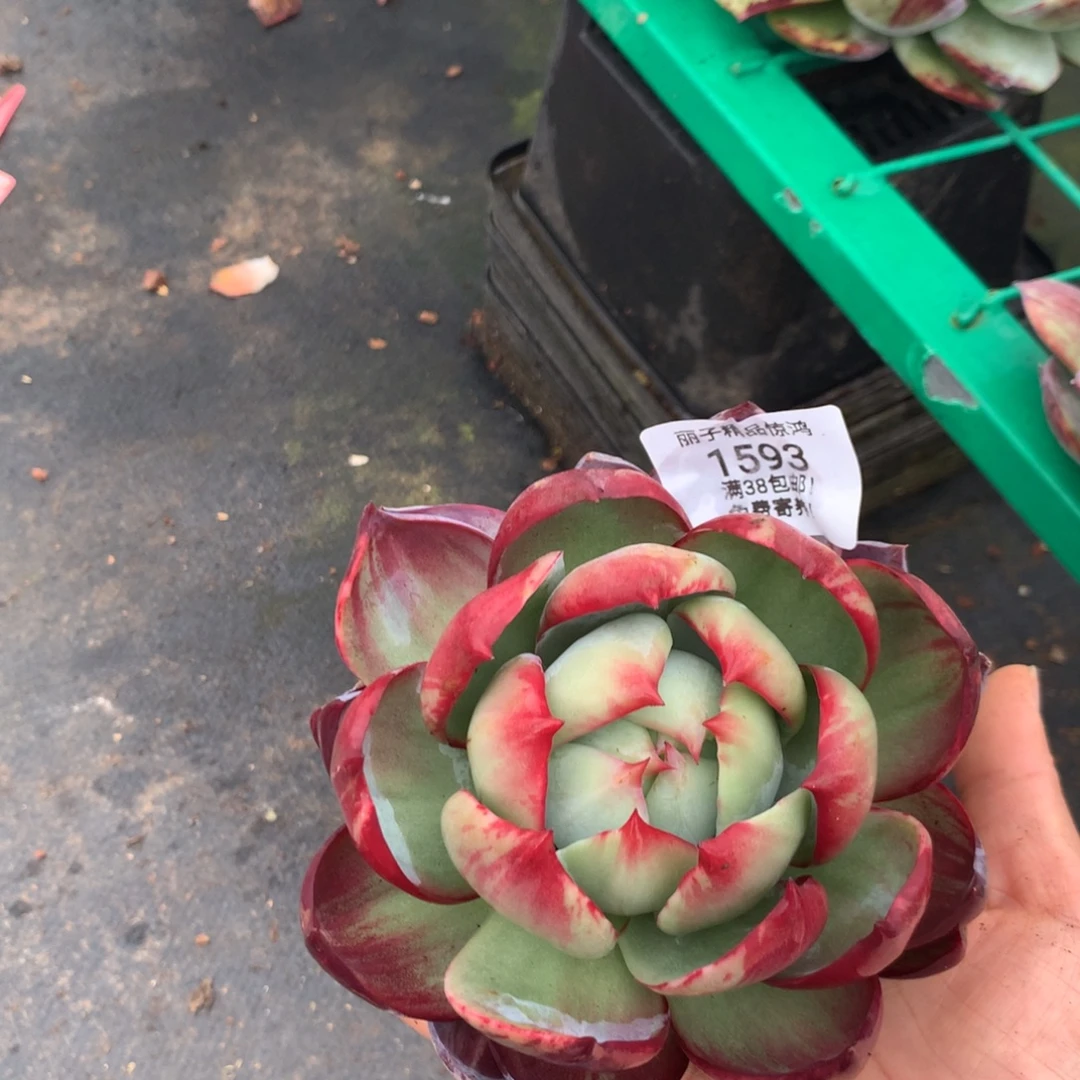 1593，号多肉植物惊鸿12