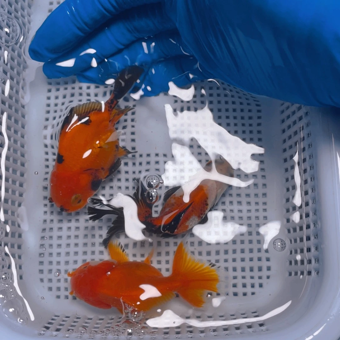 海水鱼花泰狮金鱼24