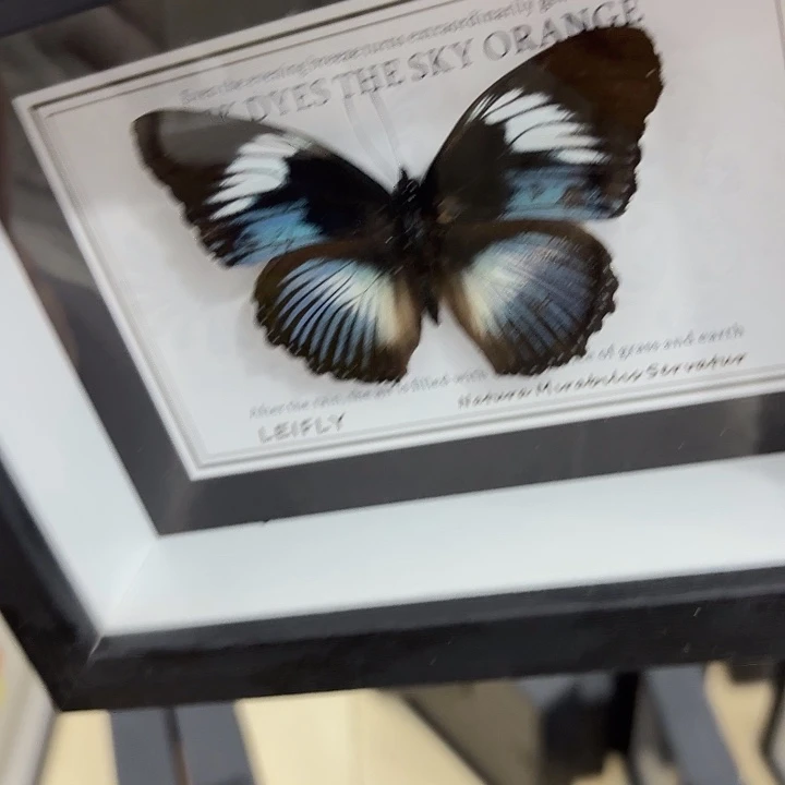 语***生蝴蝶标本定制版079