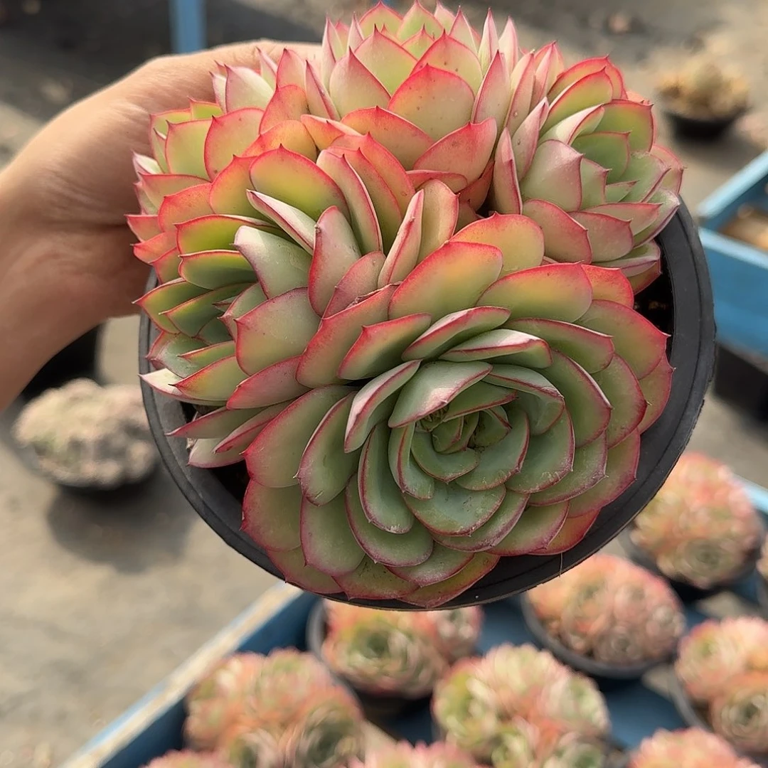 牡丹亭多肉植物 000
