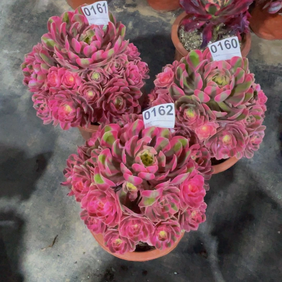 无花朵育****店女巫组合0162.0161.0160福利