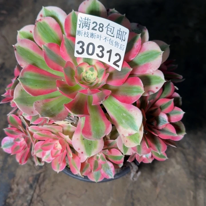 30312女巫多肉植物