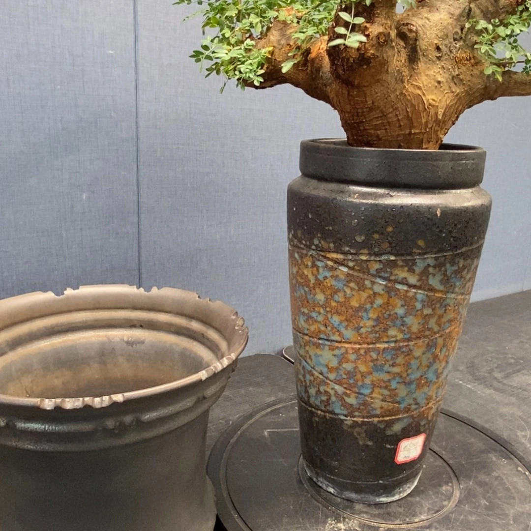 一***编号橄榄产地熟桩带盆发货