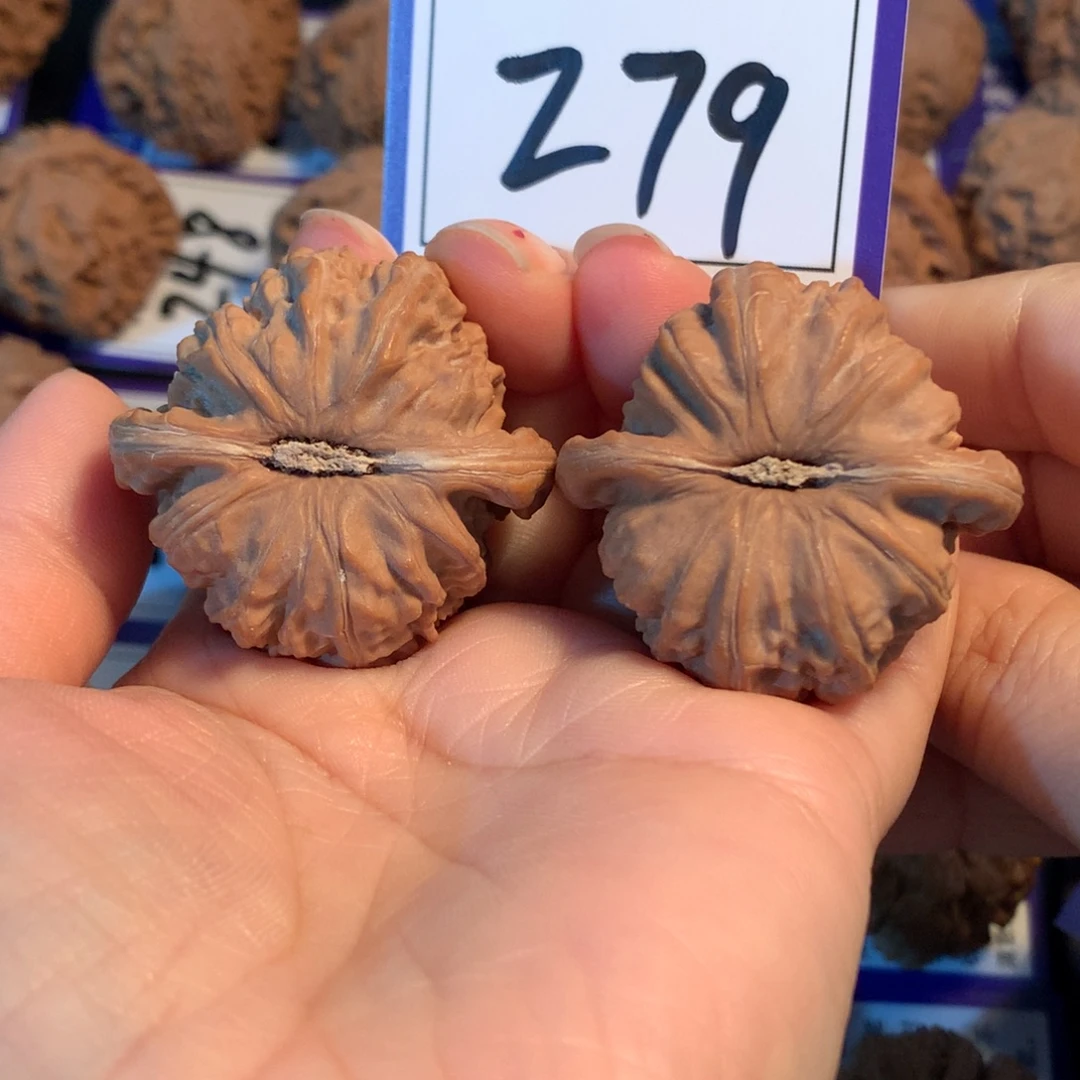 把件文玩核桃279白狮子39.5