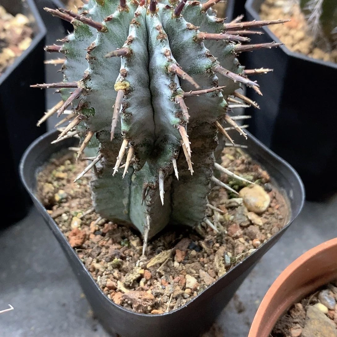 实生  魁伟玉4公分左右一物一拍