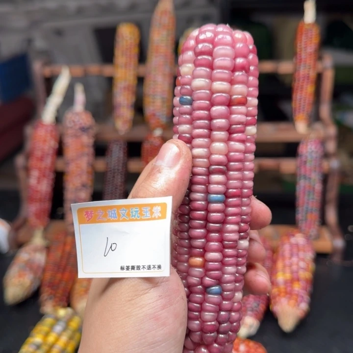 n***e大叶紫檀（黑酸枝木类）