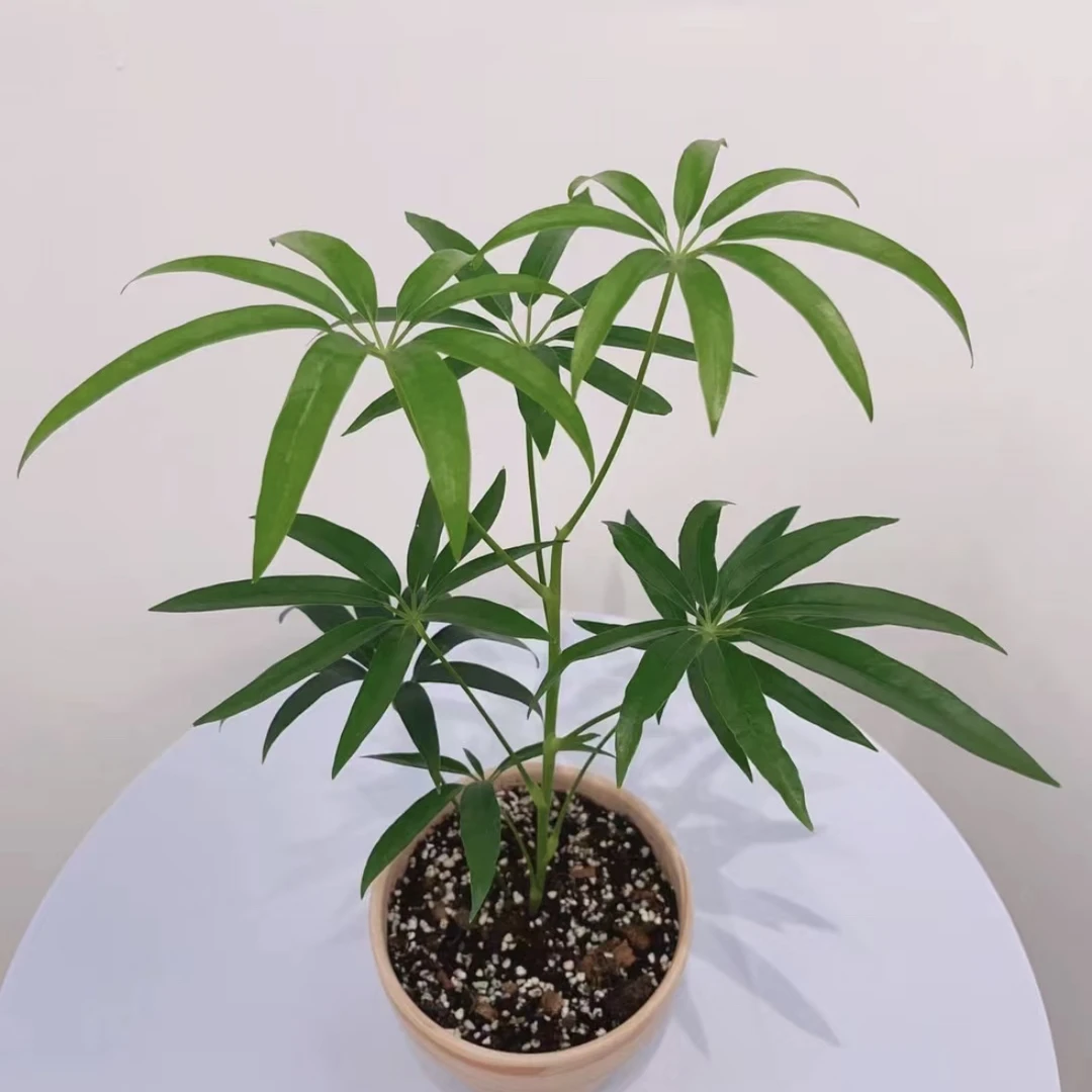 夏威夷鹅掌柴 细叶柳叶鸭脚木ins室内耐阴常绿植物盆栽