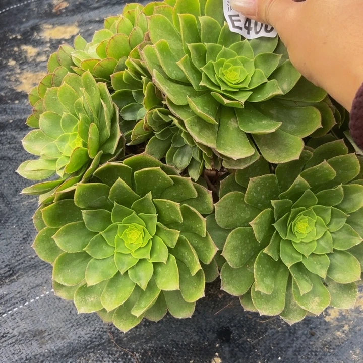 400多肉植物一物一拍