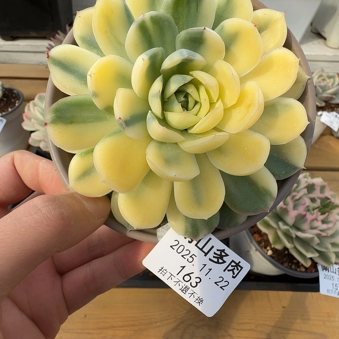 草莓冰锦111122-163