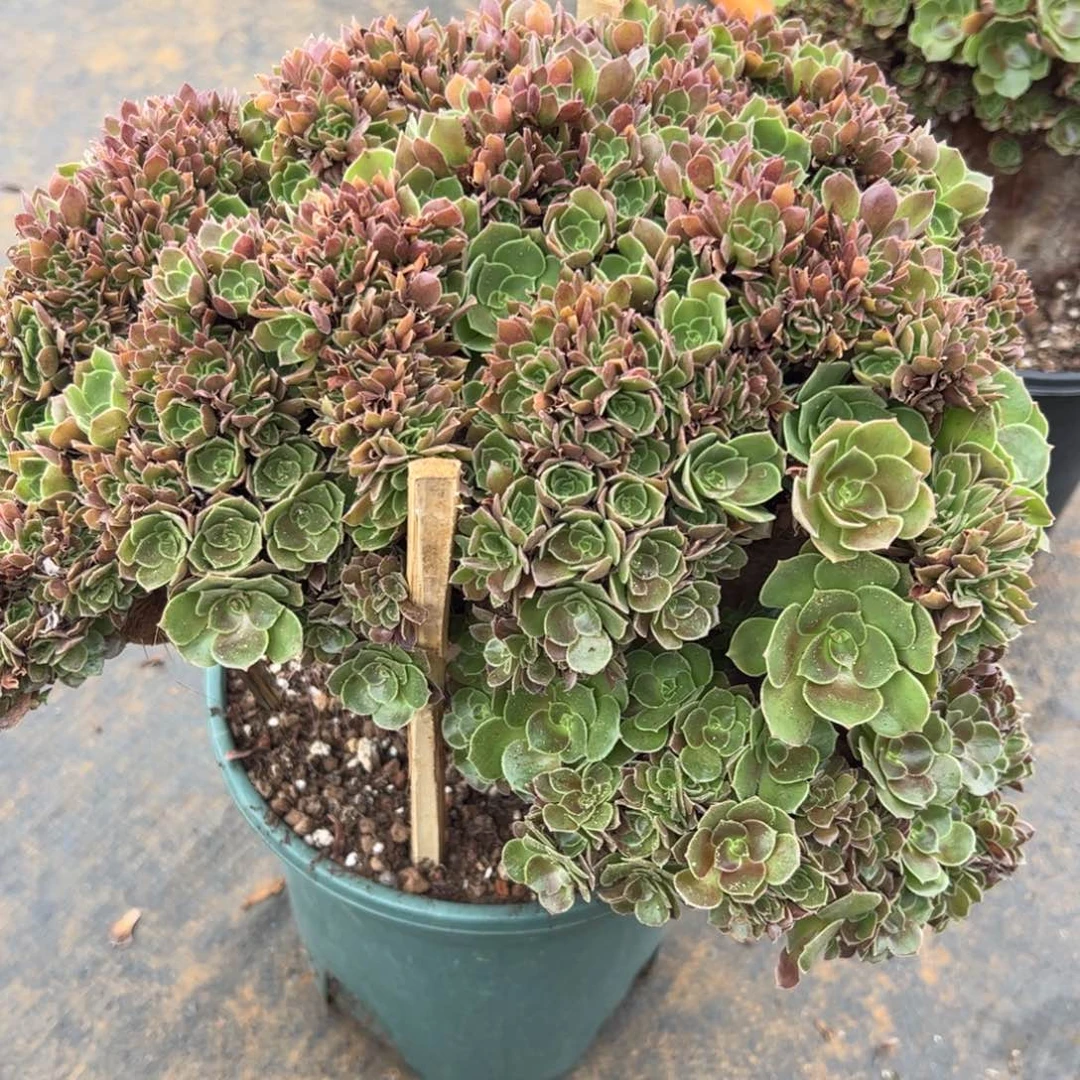 玫瑰朵朵缀化老桩微瑕