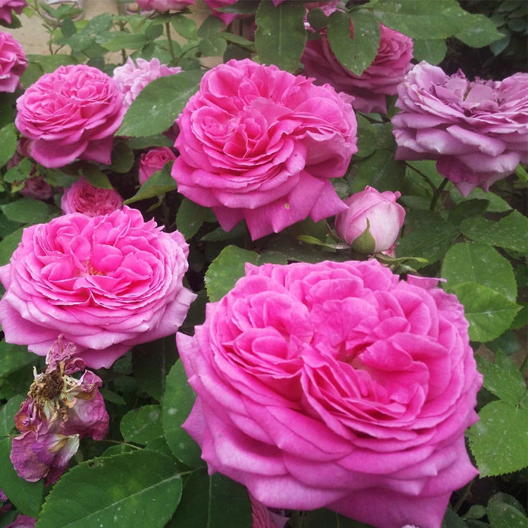 无刺特大花朵月季牡丹，