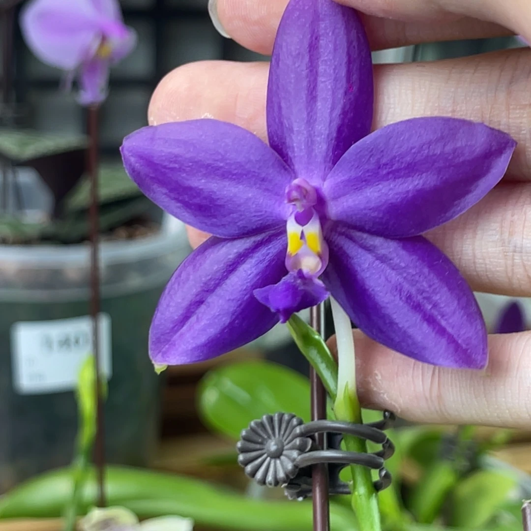 完全开放蓝彩虹-1419