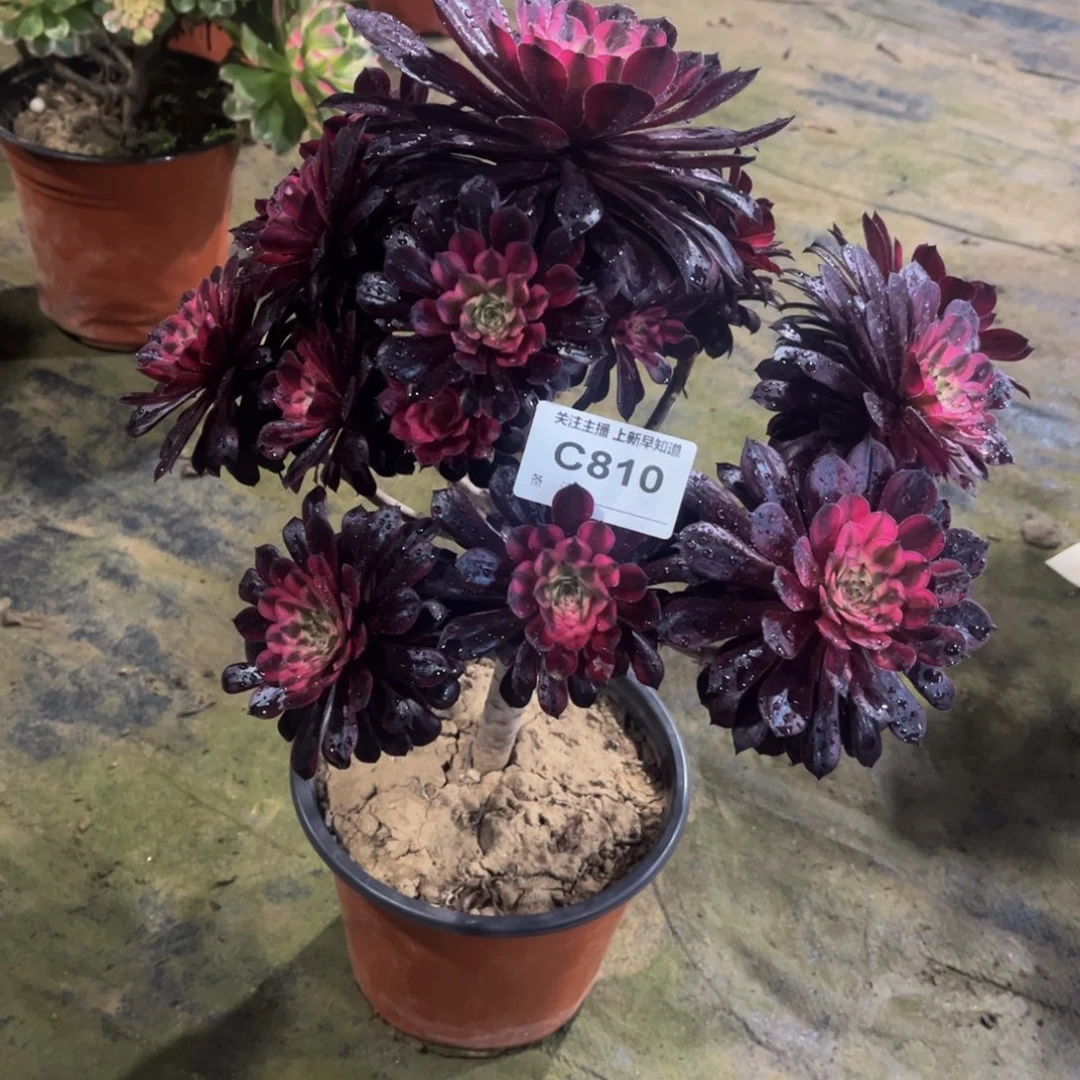 黑*珠多肉810黑天鹅法师