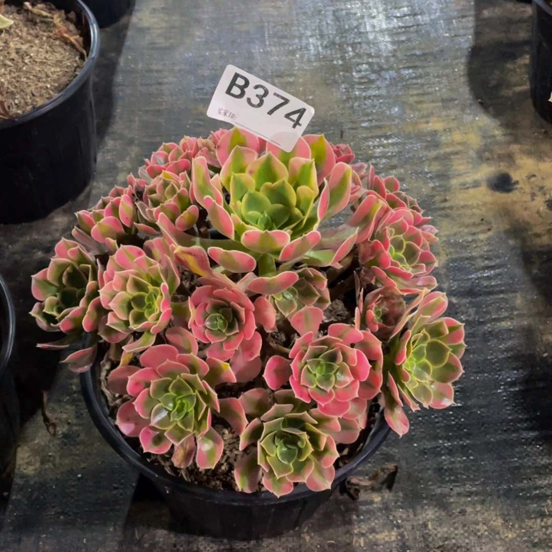 青***柠香妃多肉植物37400