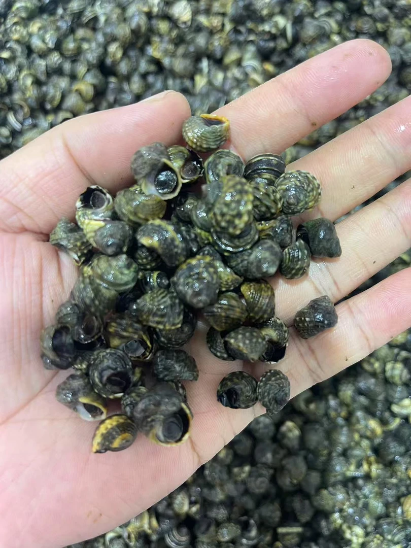 大连海鲜手捡海螺晒不死香啵罗顺丰包邮