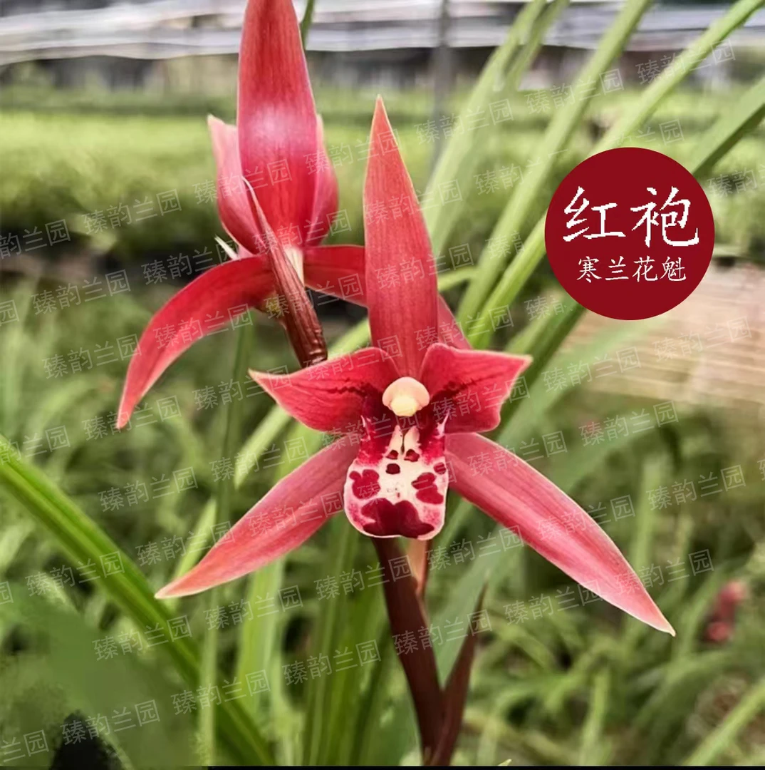 【红袍】高端寒兰浓香型转色平肩大花自然棚种植花期半年以上